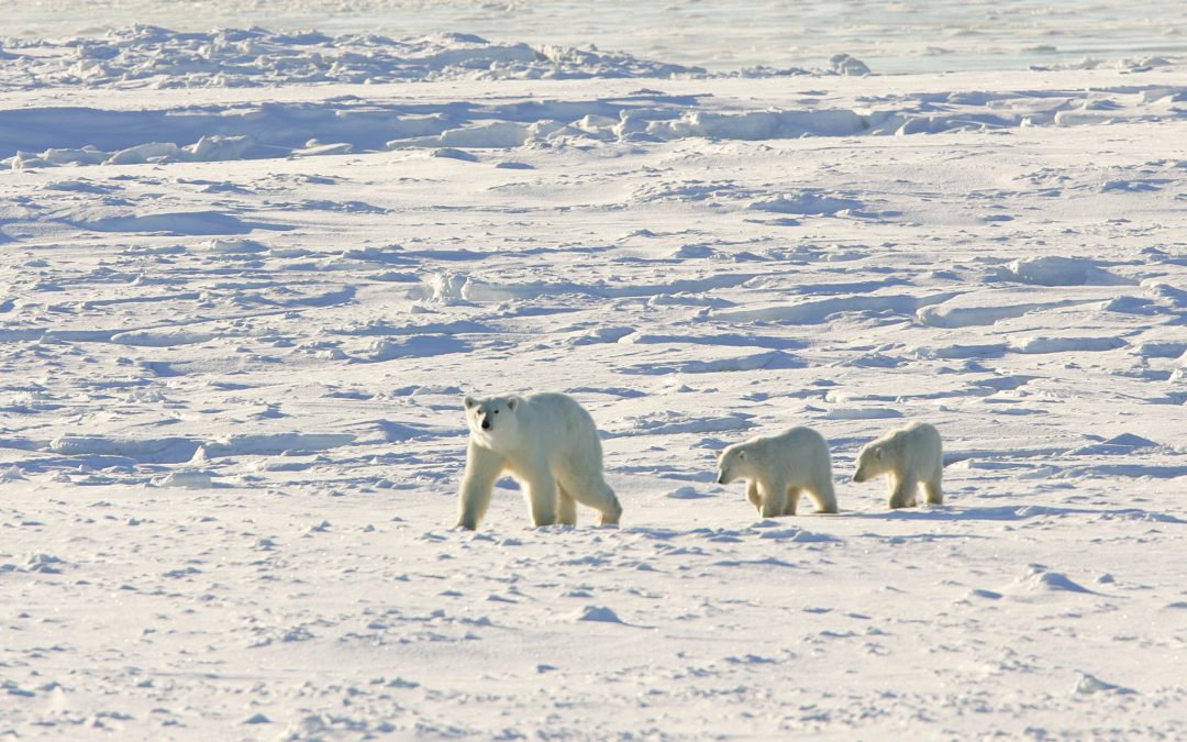 Live From Churchill: Nov 13, 2009