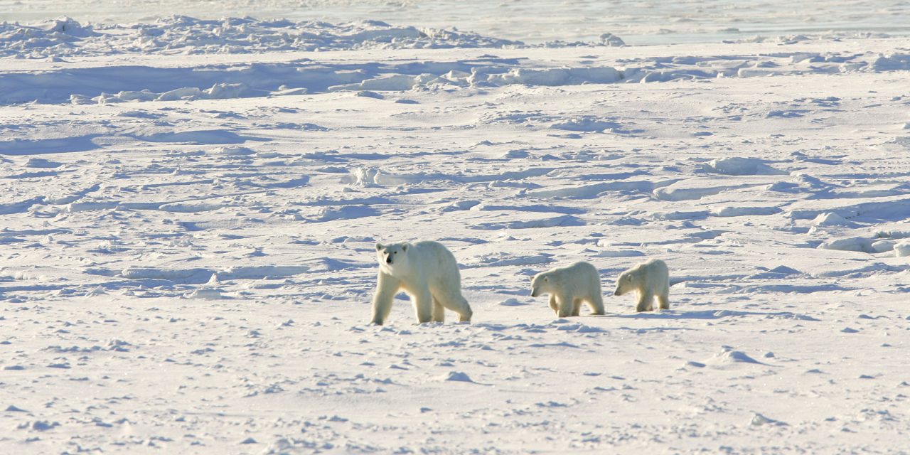 Live From Churchill: Nov 13, 2009