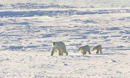 Live From Churchill: Nov 13, 2009