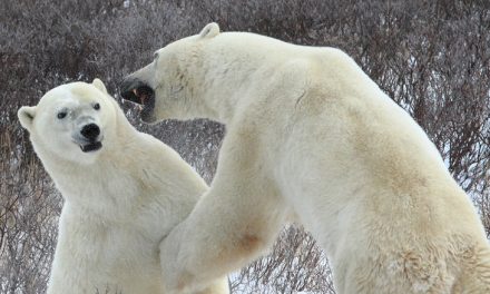 Live from Churchill: Nov 15, 2009