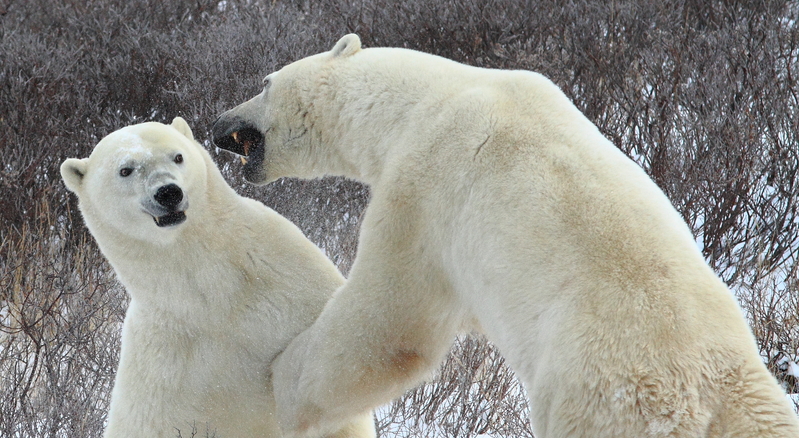 Live from Churchill: Nov 15, 2009