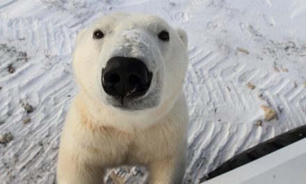 Live from Churchill: Nov 14, 2009