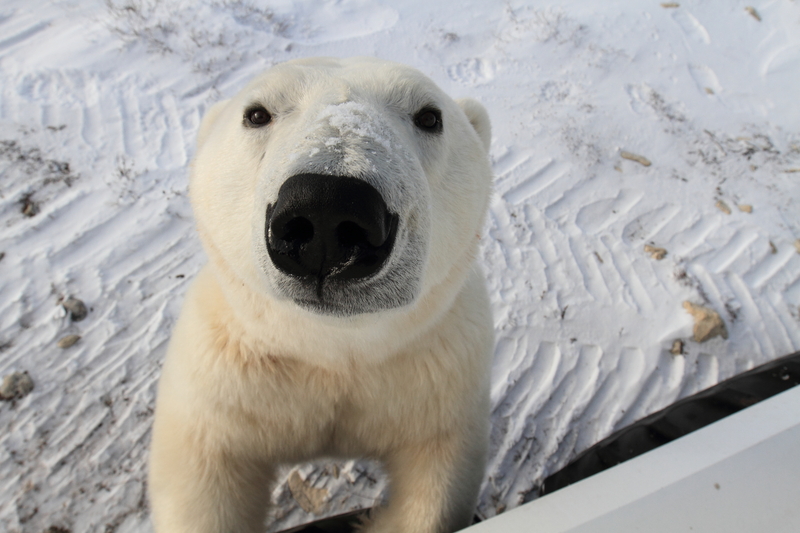 Live from Churchill: Nov 14, 2009