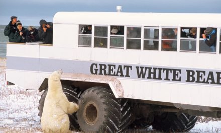 Live From Churchill: Nov 4, 2009