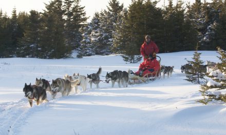 Live from Churchill: Nov 16, 2009