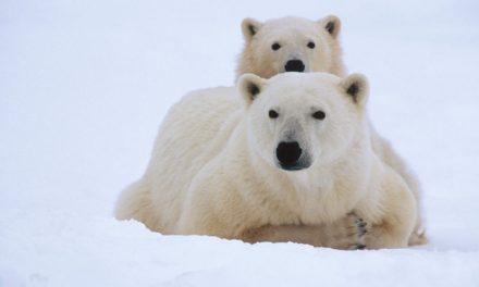 Live From Churchill: Nov 12, 2009