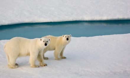 Live From Churchill: Nov 10, 2009