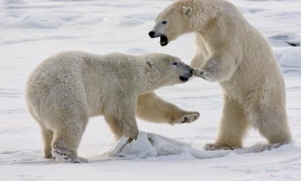 Live From Churchill: Nov 11,2009