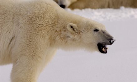 Live From Churchill: Nov 7, 2009