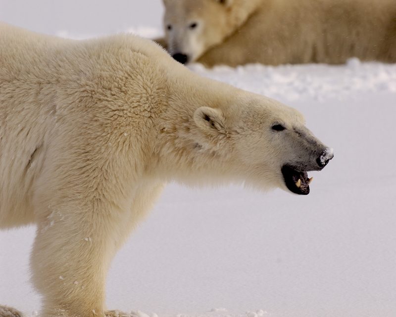 Live From Churchill: Nov 7, 2009