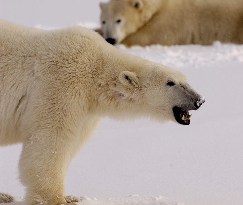 Live From Churchill: Nov 7, 2009