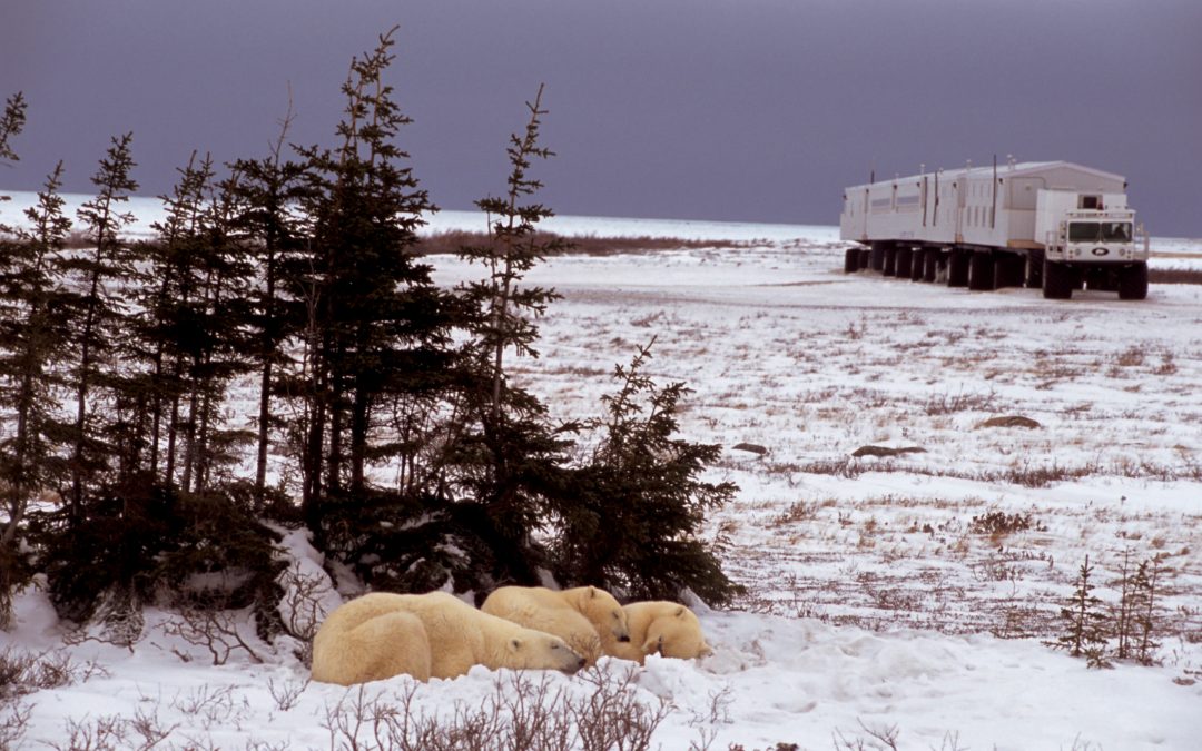 Live from Churchill: Nov 3, 2009