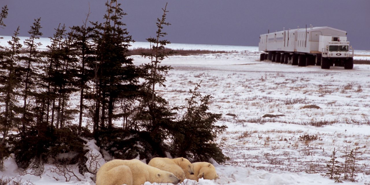 Live from Churchill: Nov 3, 2009