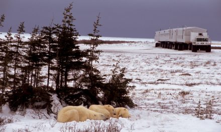 Live from Churchill: Nov 3, 2009