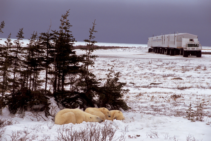 Live From Churchill: Nov 6, 2009
