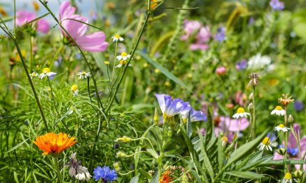 Nature Words on the Brink of Extinction