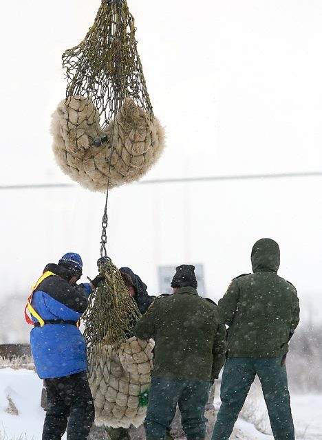 Live from Churchill: Nov 1, 2009