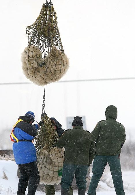 Live from Churchill: Nov 1, 2009