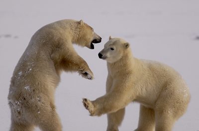 Live from Churchill: October 30,2009