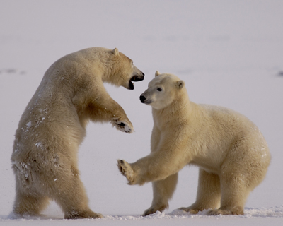 Live from Churchill: October 30,2009