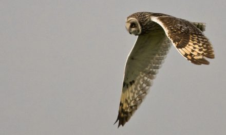 The Inventor Wore Feathers: Animal Designers