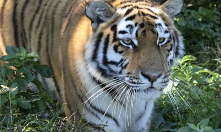 Asian Countries Pledge to Double Tiger Population