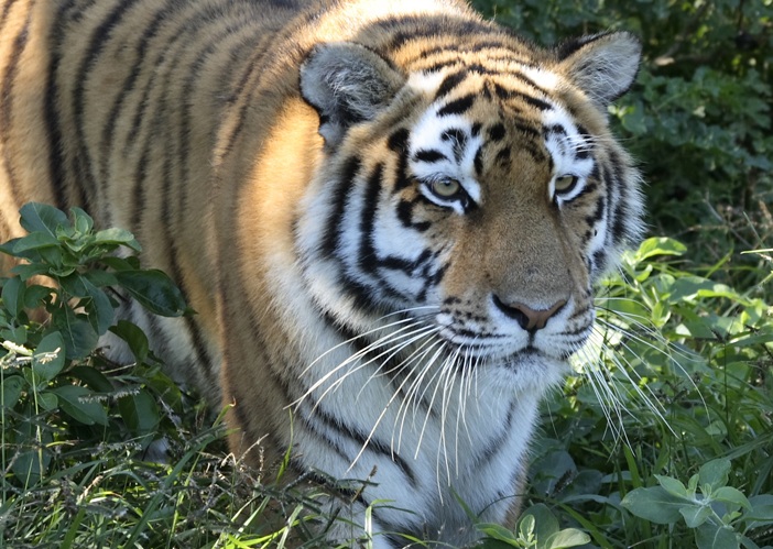 Asian Countries Pledge to Double Tiger Population