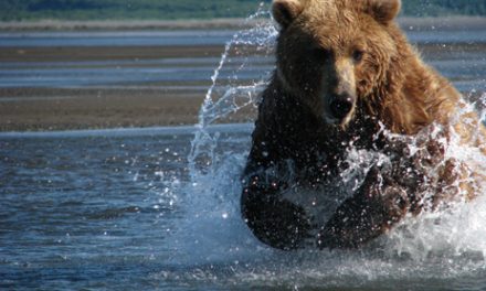 Behind The Scenes- Making of the Great Bear Stakeout