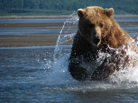Behind The Scenes- Making of the Great Bear Stakeout