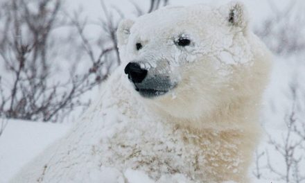 U.N. Denies Polar Bear Trading Ban