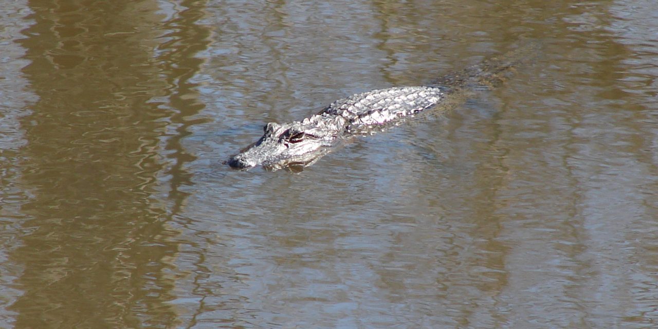 Gators and turtles and rat snakes, oh my!