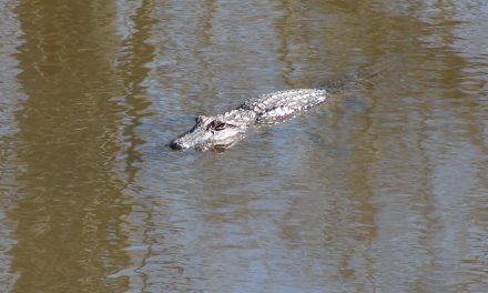 Gators and turtles and rat snakes, oh my!