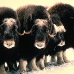 100 Amazing Places to Protect