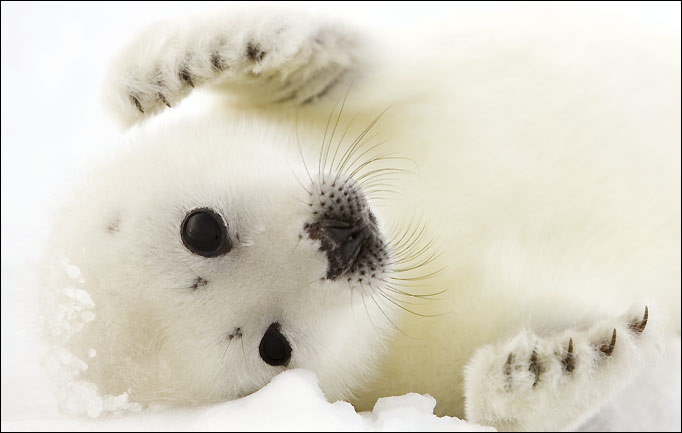 Harp seal hunt curtailed, but pups still in peril