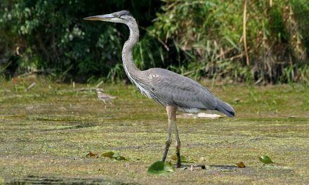 There’s an App for That