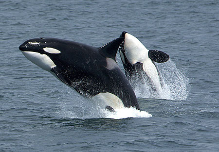 Orcas jumping