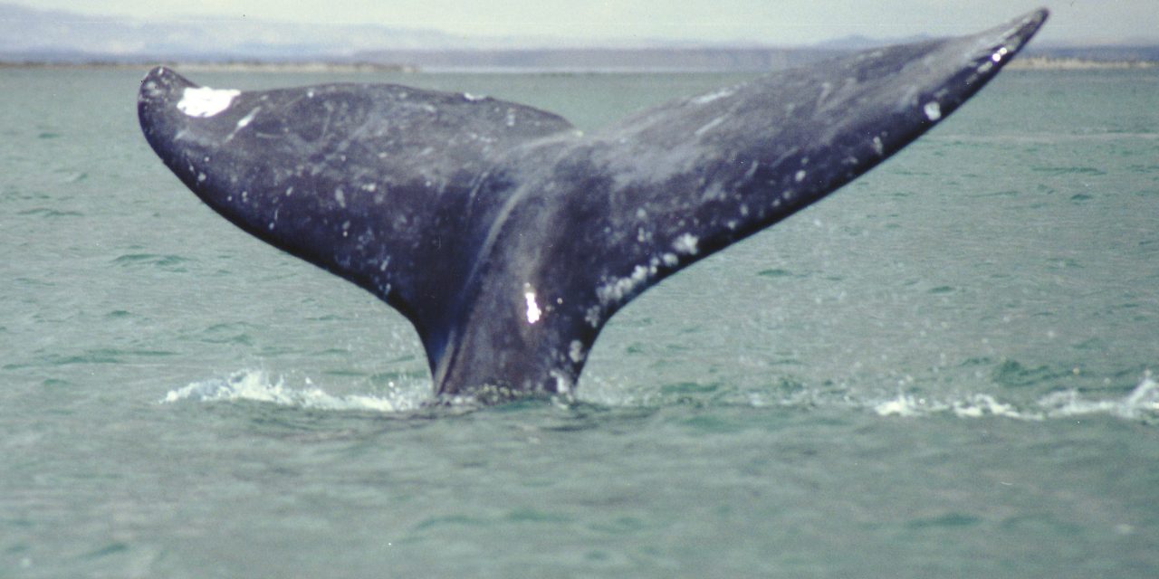 The World's Whales Need Your Help