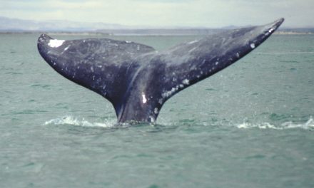 The World's Whales Need Your Help