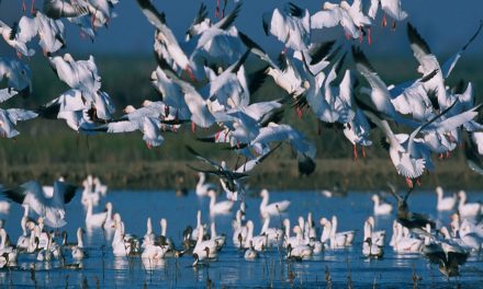 Biodiversity, By Design