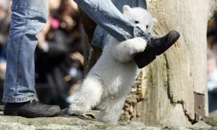 Let a baby polar bear capture your heart!