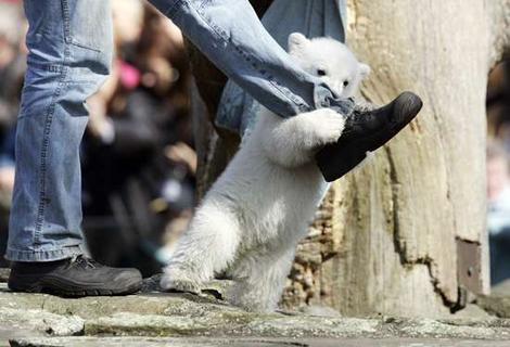 Let a baby polar bear capture your heart!