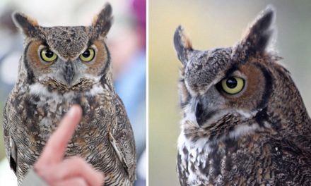 Man vs. Nature (Or: Why Is Your Elbow in My Nature Photograph?)