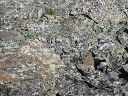 Ptarmagin on Mount Oklahoma