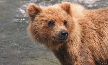 Wildlife Photo: Smiling Grizzly Cub