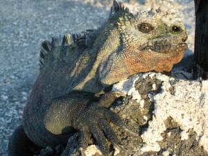 Iguana in Galapagos