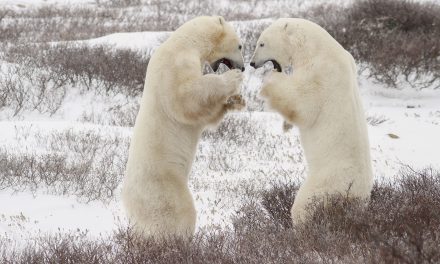 Animals Just Want to Have Fun