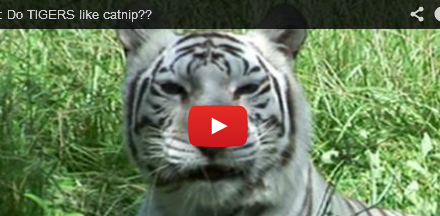 Do Big Cats Love Catnip? Watch and Learn!