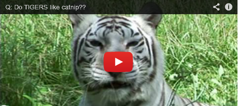 Do Big Cats Love Catnip? Watch and Learn!