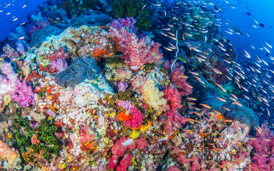 A Biodiversity Hotspot in the Philippines
