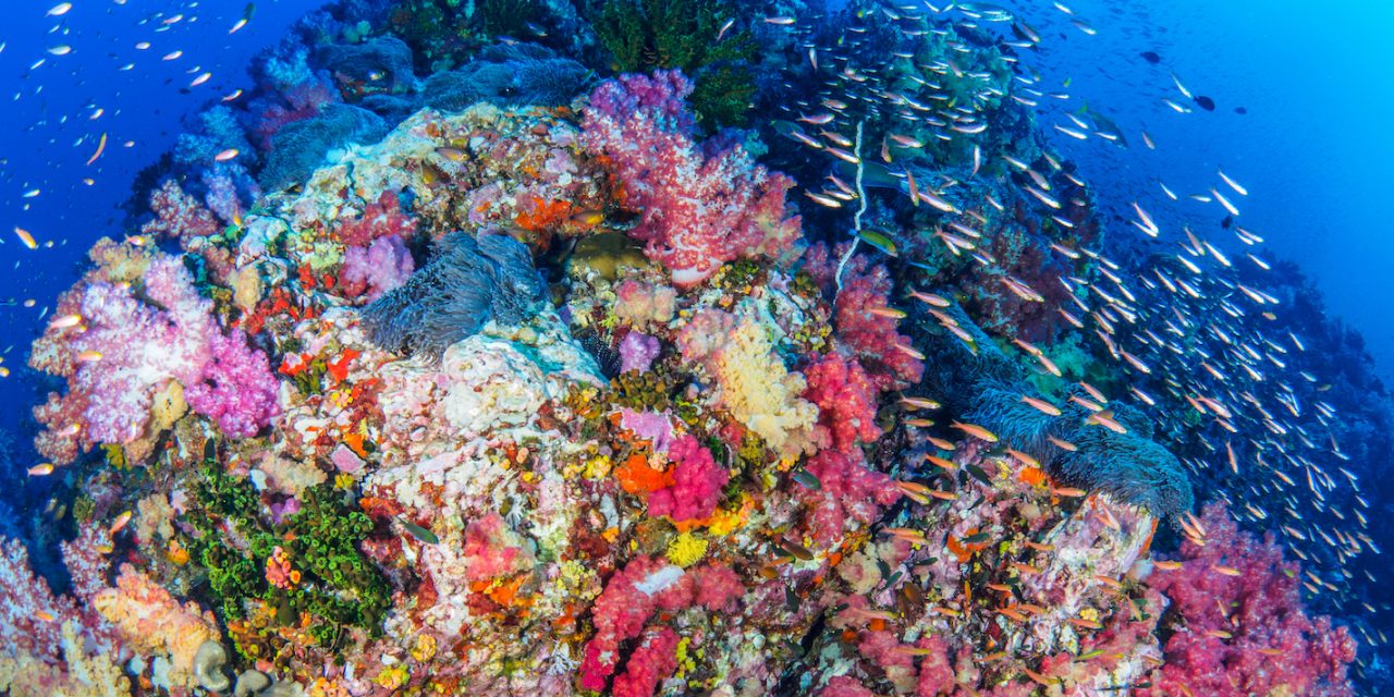 A Biodiversity Hotspot in the Philippines